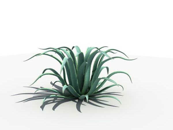 Agave_Octopus