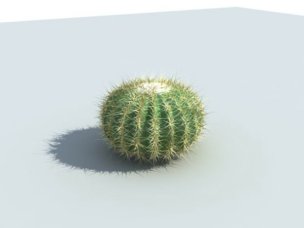 Cactus_Barrel