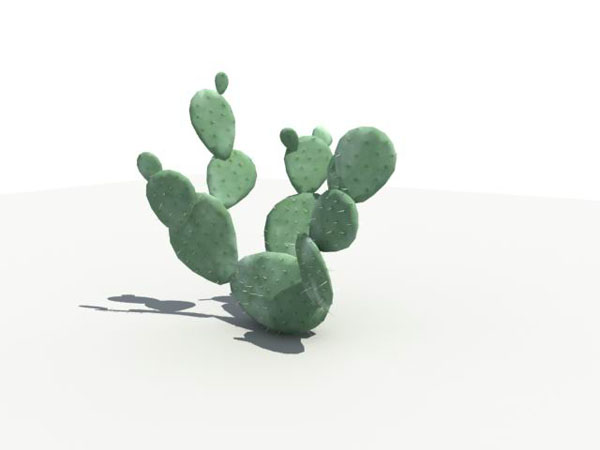 Cactus_Opuntia