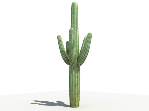 Cactus_Saguaro